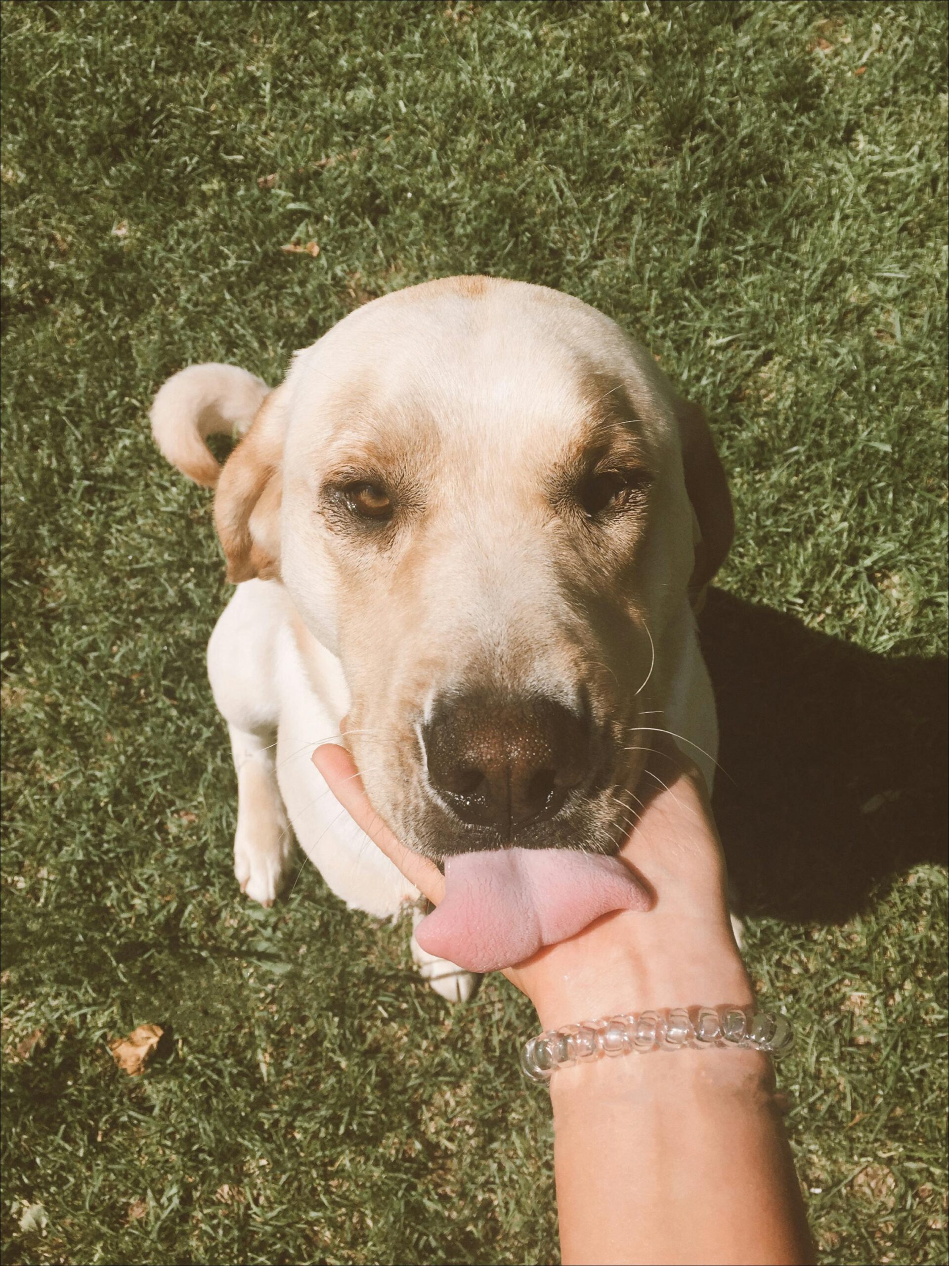 A playful Labrador Retriever licks a human hand outdoors on a sunny day.